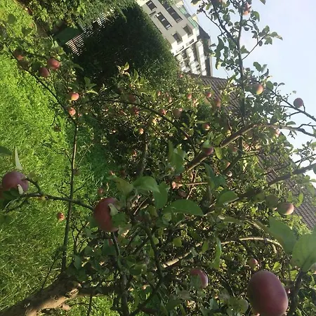 Magic House بوخنية
